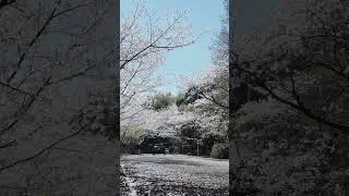 Sakura rain #sakura #japan #fujifilm