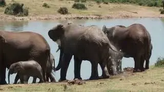 Addo National Park video - (elephants_lions; Buffalos; kudu and many other wildlife)