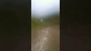 bhavli