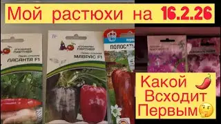КАКОЙ ПЕРЕЦ 🌶️ ВСХОДИТ ПЕРВЫМ 🤔🌶️ МОИ РАСТЮХИ НА 16.2 26👩&zwj;🌾🌶️🥒🌺