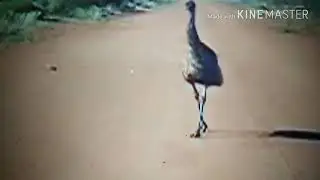 Ostrich waking on a street and walking in the wild forest