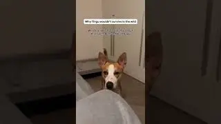 Why Tingu wouldn&rsquo;t survive in this wild #tinguthefosterfail #indiedog #ytshort #funny #dogshorts