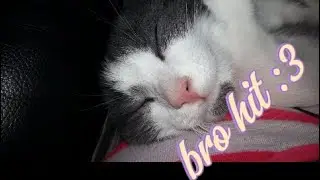 Please watch so you can help me! See I even put a little cat picture so you would click on this!