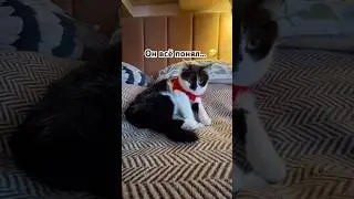 Готовится подстава 🤣 #веселыекоты #cat #кот #прикольныекоты #юмор #видосыоткота
