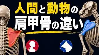 人間と動物の肩甲骨の違い