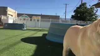 Dog Day Care with Anxious Dogs
