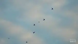 Two day Duck Hunt at Lyerla Lake (Greg Kline)