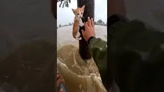 A brave man uses a boat to rescue a drowning kitten from floodwaters, a true hero moment.