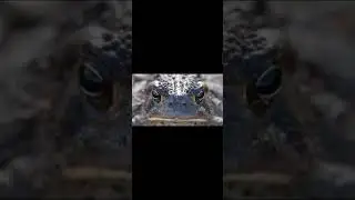 Aggressive frog
