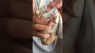 معرفه الذكر والأنثى في الحمام هام جداً للمبتدئين.