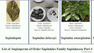 List of Angiosperms of Order Sapindales Family Sapindaceae Part 4 maple buckeye nephelium sapindus
