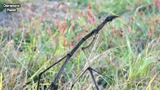 The green bee-eater (Merops orientalis),
