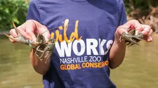 Local Crayfish Conservation 2025