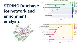 Exploring STRING Database for Network and Enrichment Analysis | A Comprehensive Guide