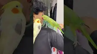 Rela&ccedil;&atilde;o de amor e &oacute;dio entre esses dois❤️😂 #calopsita #ringneck #shorts