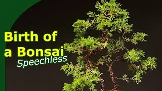 Turning a branch into a young Ittoigawa juniper Bonsai