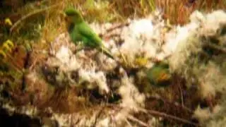 Rufous fronted Parakeet - Bolborhynchus ferrugineifrons - PNN Nevados
