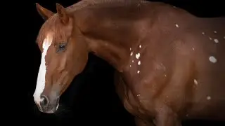 Horsequest 