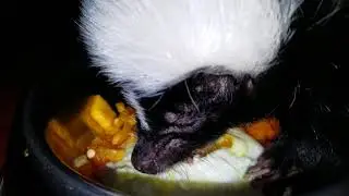 Skunk loves egg yolk!!! (ASMR) mukbang