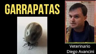 CONTROL DE GARRAPATAS - VETERINARIO DIEGO AVANCINI (Fucofa)