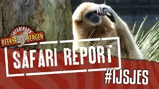 SAFARI REPORT | #23 IJSJES