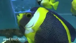 Australian Scribbled Angelfish