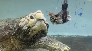 巨大ワニガメにウズラ丸ごと１匹を与えてみる