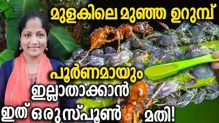 മുളകിലെ മുഞ്ഞ ഉറുമ്പ് പൂർണമായും ഇല്ലാതാക്കാൻ ഇത് ഒരു സ്പൂൺ മതി! | Get rid of aphids and ants .
