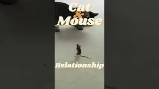 Cat and Mouse Relationship