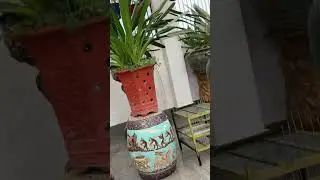 Chào mào đấu hót 