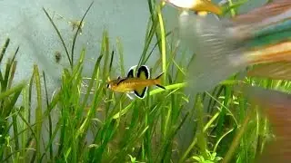 Australian Native Fish - Honey Blue eyes fighting