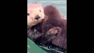 🦦Cuteness alert!! Sea otter mom and pup spotted playing in California