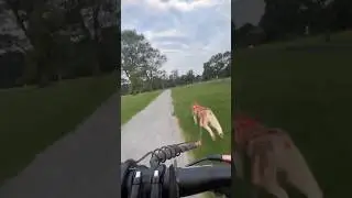 My Husky runnin in sicko mode. #husky #dogshorts #bikejoring #urbanmushing #ebike