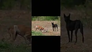 बारहसिंगाह की कहनीं !! DEAR DEATH STORY!!#dear#rottweiler#storytelling #story #viral
