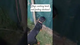 The dogs were working hard making sure they dont run away! #homestead #rottweiler #freerang