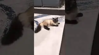 My cat, say hi!