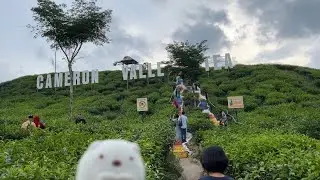 Cameron Valley Tea House 3, Kuala Terla 🍵