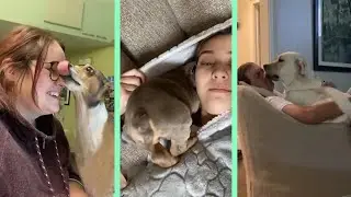 I'm just gonna scooch in right here if you don't mind dogs