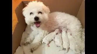 My Dog gave birth.