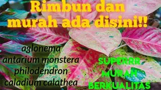 Harga aglonema calathea antarium philodendron, monstera rimbun murah