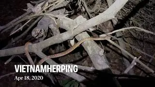 Herping vietnam 2020 #1