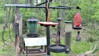 Red fox catches prey near PA Bird Feeder 2 5/22/2026