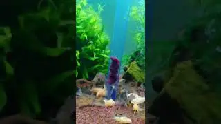 Feeding time for Cory catfish by OxarfisH