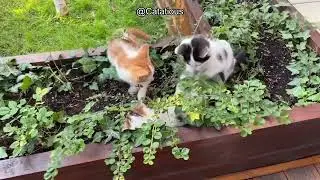 Why Your Cat is Eating Dust Bunnies: Understanding Feline Behavior & Fixing the Problem