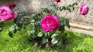 Penelopy Lively | D Austin rose | short review #rose #garden #gardening #flowergardening #flowers