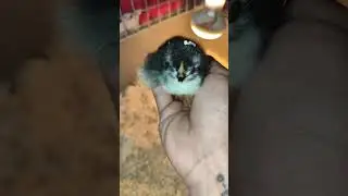 Marans 1day