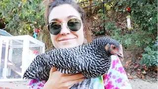 How To Tame Some Chickens Pt. 1