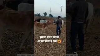 जय हो गौमाता तुम्हारी🚩|cow shorts|cow videos|cowsefty|#shorts #youtubeshorts