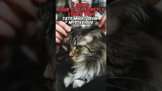 Your Cat&rsquo;s Secret Love Language Explained! 🐾❤️