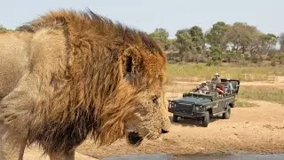 Panthera.org Predator Research Q&A